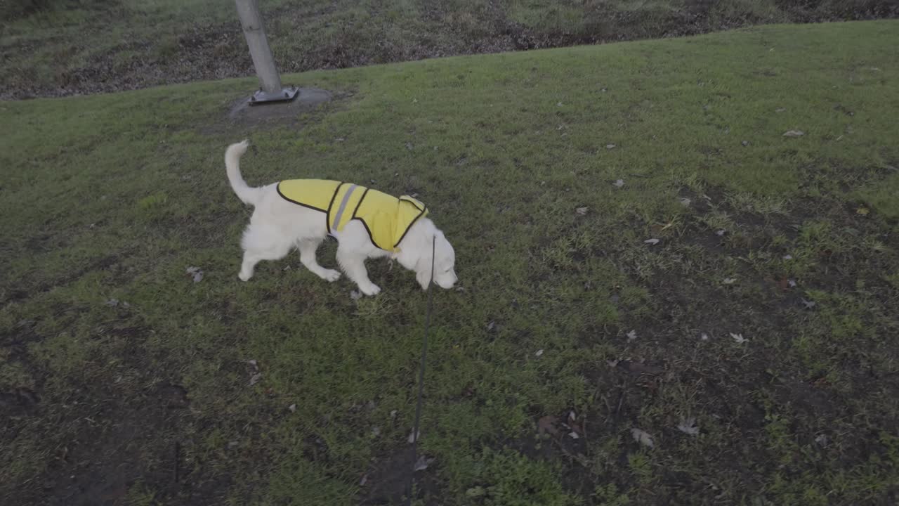 Golden Retriever con gilet giallo che annusa il terreno su un campo erboso