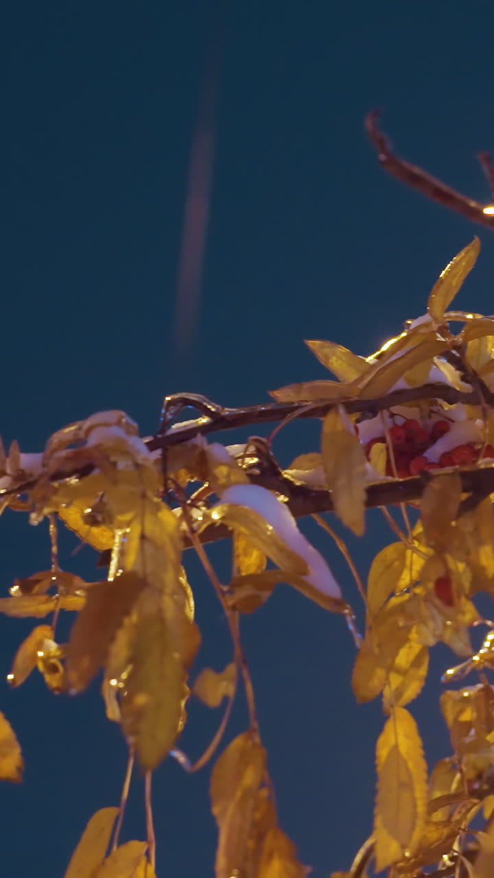 얼음으로 인 잎과 열매를 가진 나무 가지의 클로즈업, 거리 조명 아래 부드럽게 빛나는, 도시 배경과 함께 진한 파란 하늘에 비추어 조명