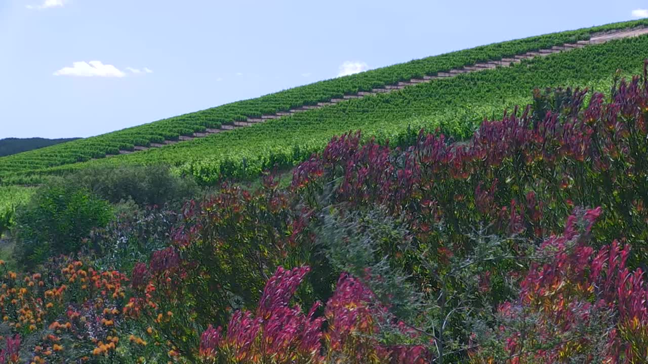 큰 포도 ⁇ 의 가장자리에 있는 꽃