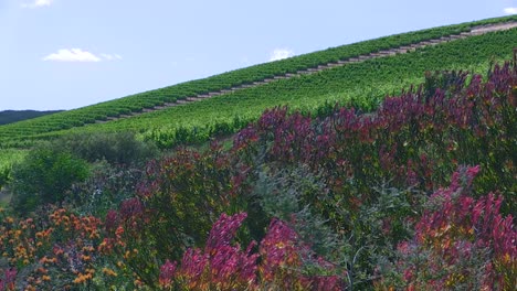 flowers on edge of large vineyard