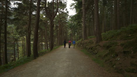 amigos disfrutando de una caminata a través de pintorescos bosques en irlanda