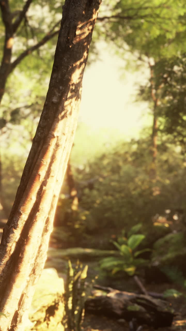 un primer plano de un tronco de árbol en un bosque exuberante y verde con rayos de sol brillando a través de las hojas