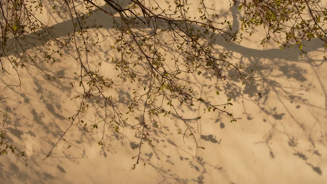 Soft breeze nudging overhead tree branches swaying and casting shifting leaf shadows on pale ground