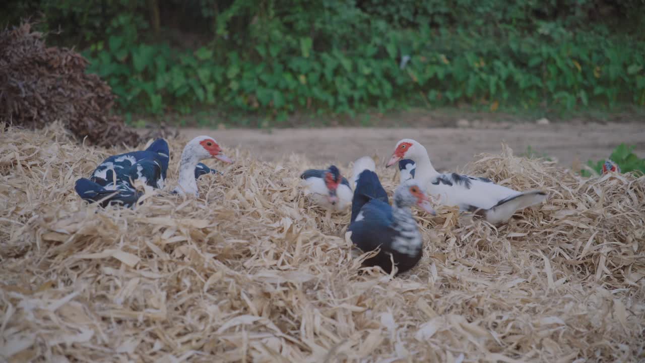 Muscovy ducks resting and foraging in a pile of chopped hay on a farm