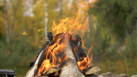 A-small-camp-fire-in-a-rocky-fire-pit-in-the-middle-of-boreal-forest---Medium-tilt-up-shot