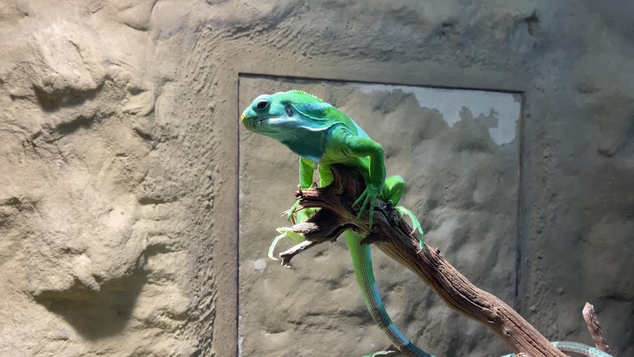 수컷 피지 이구아나는 테라리움의 가지 위에 자리 잡고 있습니다.