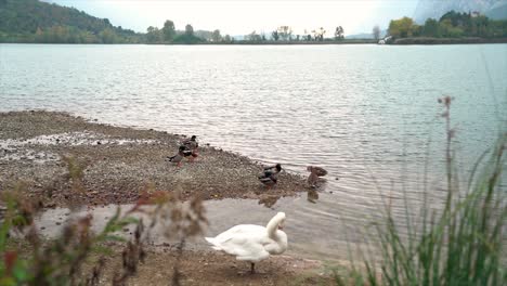 Cisne-Blanco-Y-Patos-En-El-Lago-Toblino,-Ubicación-Perfecta-En-La-Provincia-De-Trento,-Trentino-Alto-Adige,-Norte-De-Italia