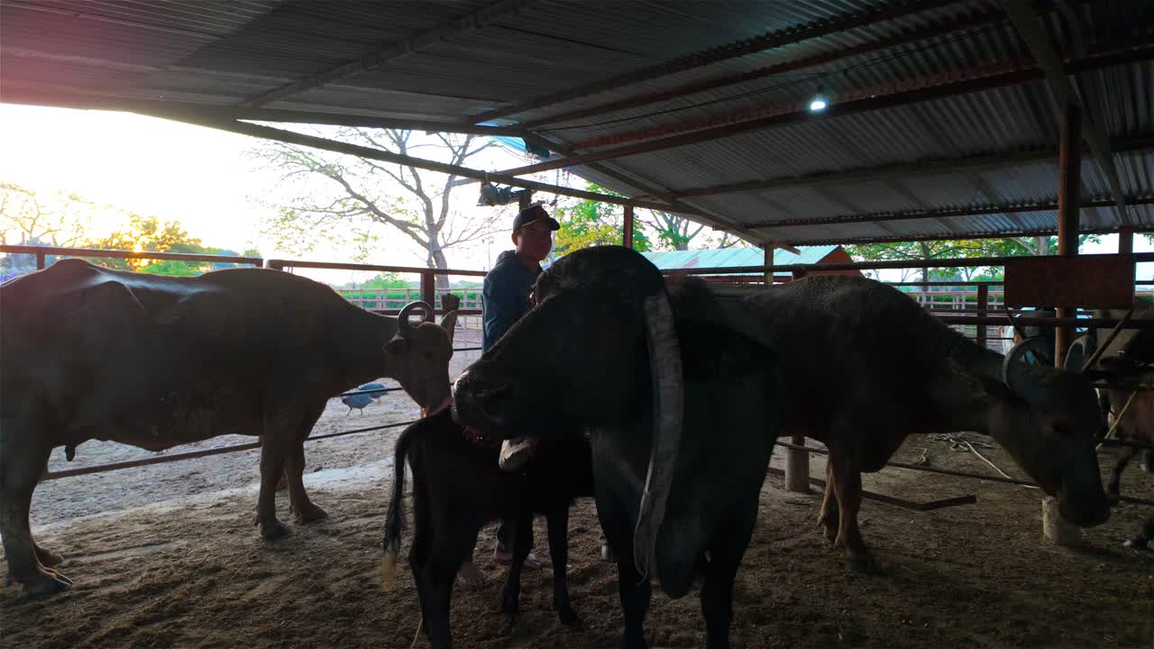 Ripresa a mano che cattura un autentico momento di connessione tra un agricoltore e il suo bestiame in un ambiente sereno e rustico