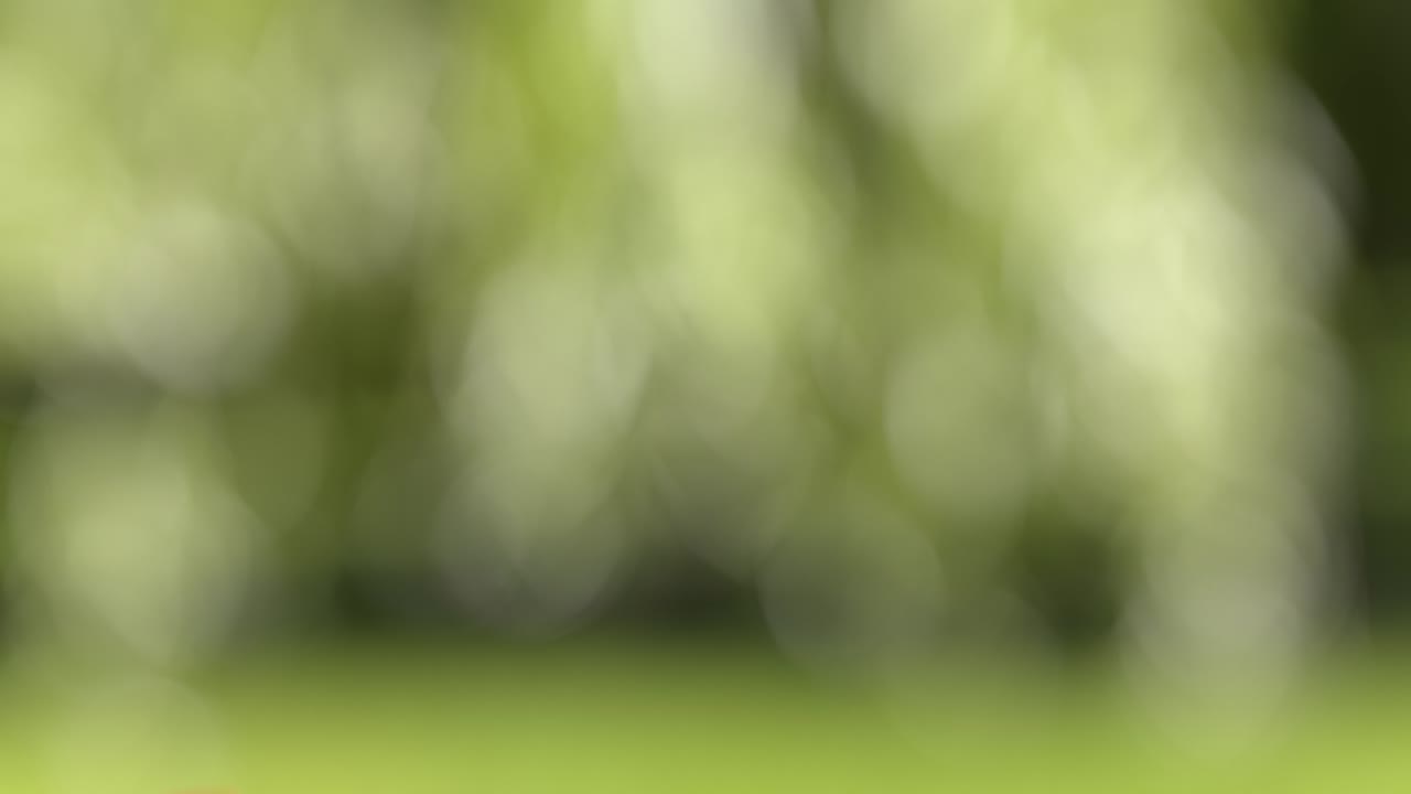 vuelo de greyfurt y rebanadas en el fondo del jardín