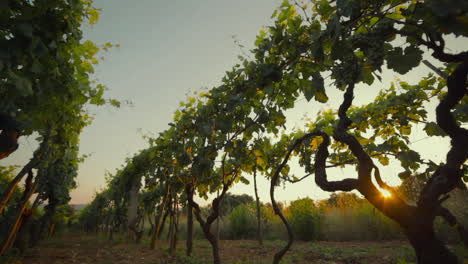 Schöne-Weinberg-Kroatien-Sonnenuntergang-Landschaft