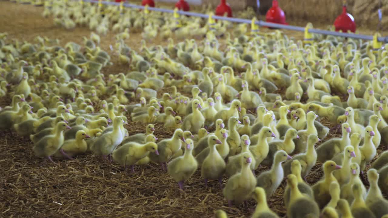 Nuoria hanhenpoikasia sisäkasvattamossa keväällä. 25fps.