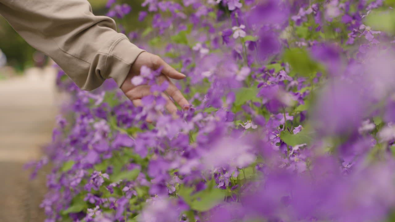 Slow motion shot of a hand running across bright purple flowers in Kyoto, Japan