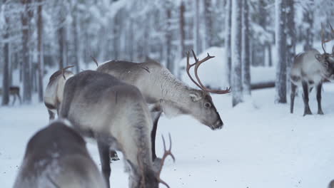 Cámara-Lenta-De-Un-Reno-Girando-La-Cabeza-Y-Alejándose-Mientras-Otro-Camina-Por-Detrás-En-Un-Bosque-Nevado-En-Laponia-Finlandesa