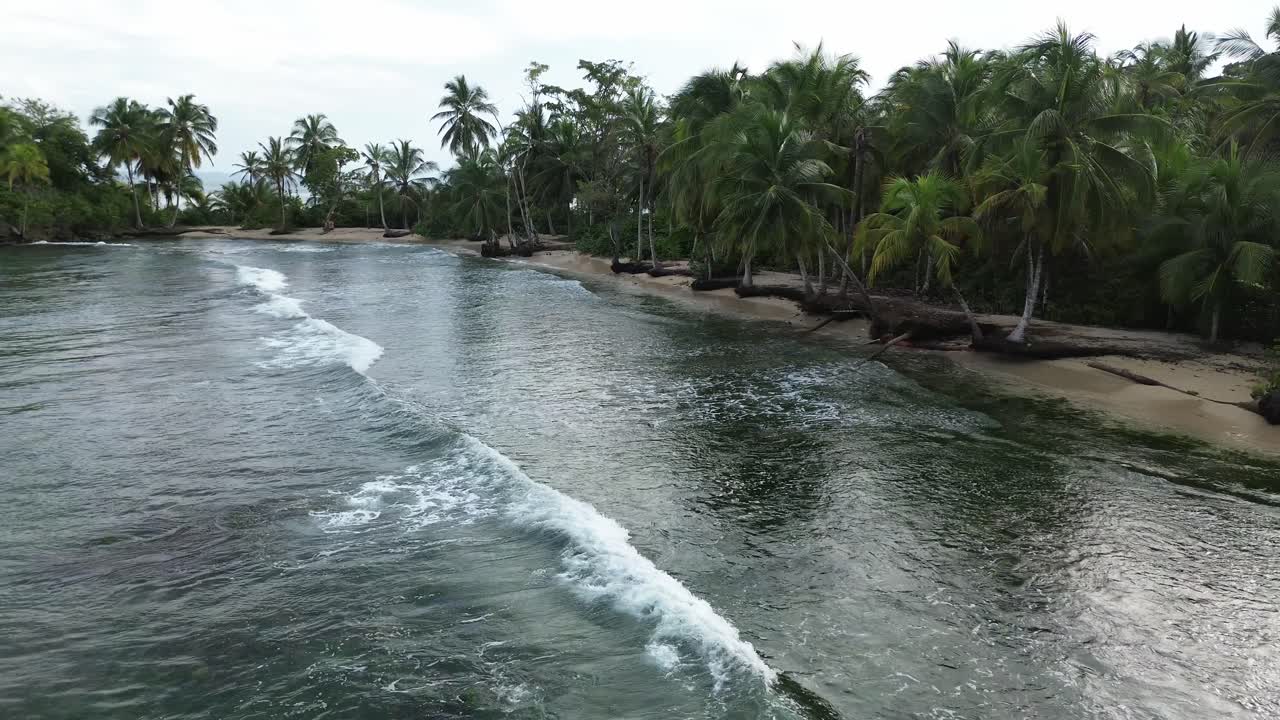 Bocas del Toro, Panama Aerial Drone Footage of Tropical Beach and Palm Tree