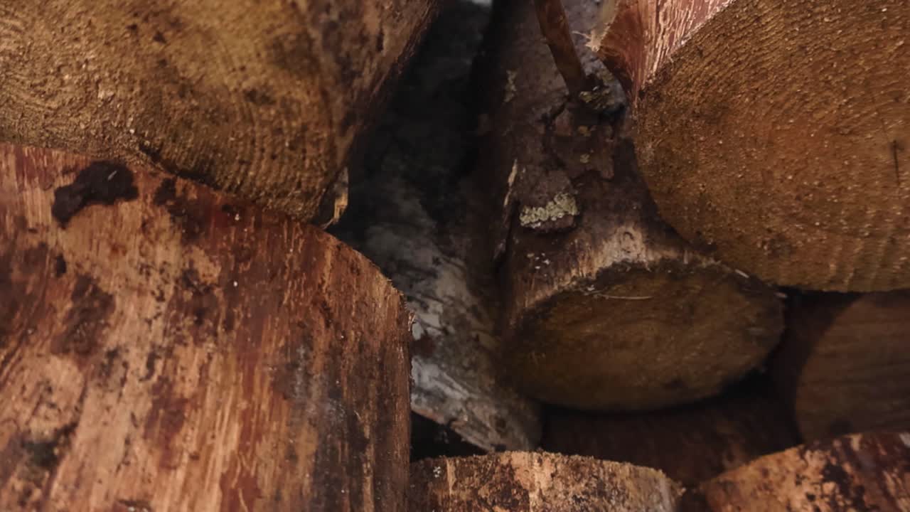 Top down close up view of freshly cut and sawed pine and birch tree wood timber logs in a pile on top of each other outdoors in nature