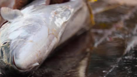 gutting tuna in front of experienced fisherman, sharp knife cuts through skin and guts of fish