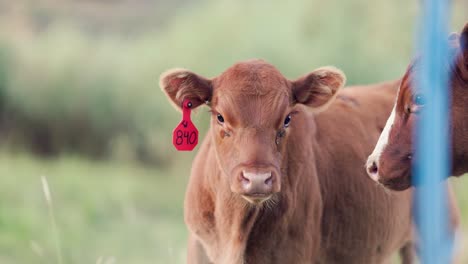 Young-brown-cow-grazes-grassy-feild-while-looking-at-the-camera-in-slow-motion