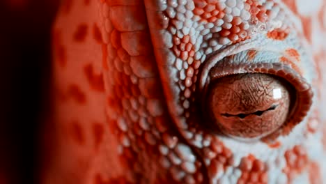 gecko on the orange wall