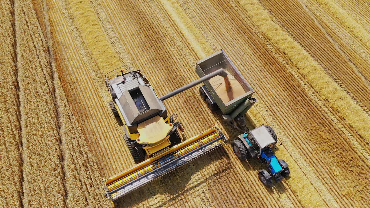 Combine harvester machine working in the wheat field on a sunny day. Agricultural work team, top view