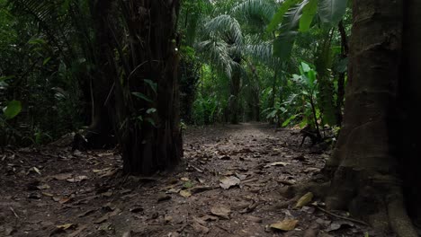 vuelo lento de la cámara hacia adelante entre los árboles de hoja caduca verdes en la selva tropical amazónica de américa del sur mirando hacia adelante