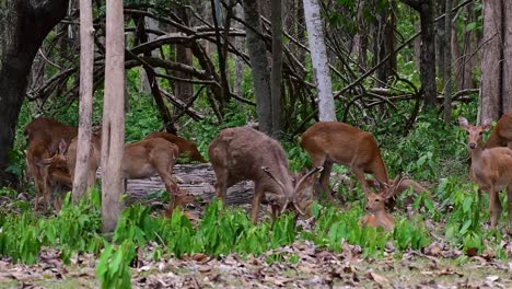 El-Ciervo-Del-Campo-Es-Una-Especie-En-Peligro-De-Extinción-Debido-A-La-Pérdida-De-Hábitat-Y-La-Caza