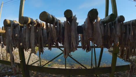 truck left shot of traditional stockfish drying on wooden racks with the clear blue green calm ocean in the background, handheld