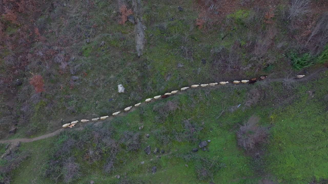 Drone capture of shepherd and flock of sheep in mountainous Albania