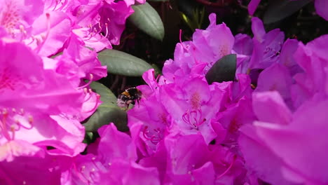 Hummel-In-Der-Nähe-Einer-Violetten-Blume