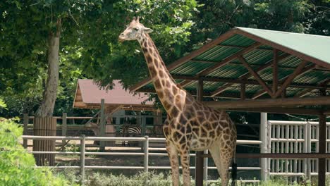 Jirafa-Comiendo-Hierba-De-Pie-En-Un-Cobertizo-En-El-Zoológico-Del-Gran-Parque-De-Seúl,-Corea-Del-Sur