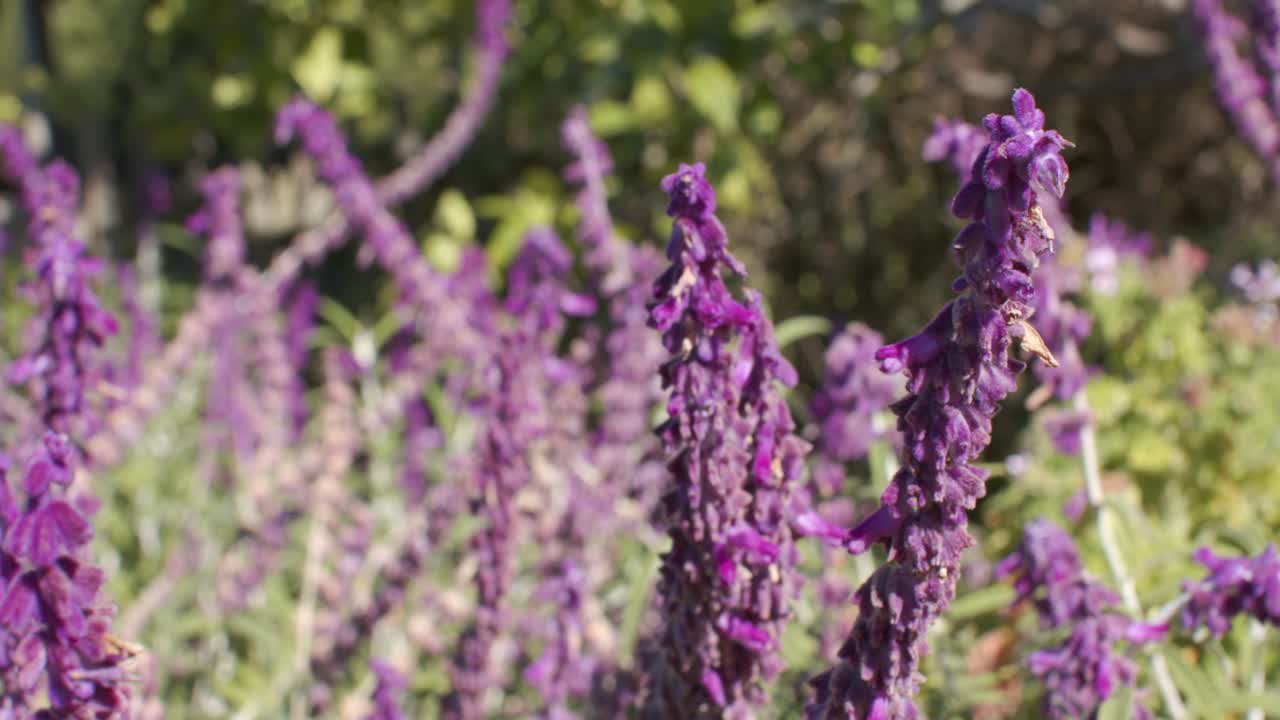 La telecamera sta panoramando a destra e in avanti, rivelando i dettagli dei petali di una spiga di fiori viola in un'aiuola soleggiata.