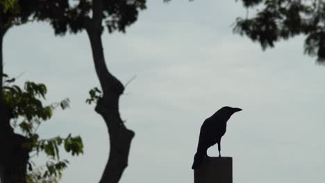 silhouette crow stand with background