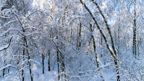 Verschneite-Äste-Im-Wald.-Wintermärchen-Hintergrund