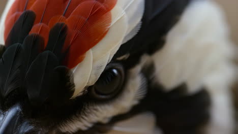 close-up of a woodpecker's colorful feathers