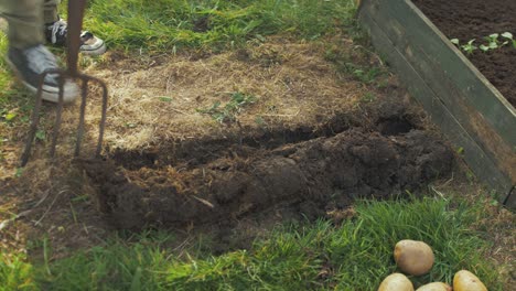 troweling compost soil over planted potatoes-1