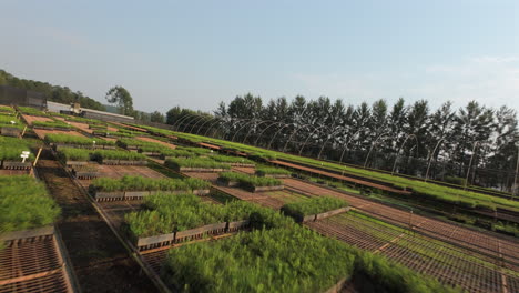 fpv drone flying over rows of nursery plants in farmland, showcasing agriculture and green vegetation trays on tables