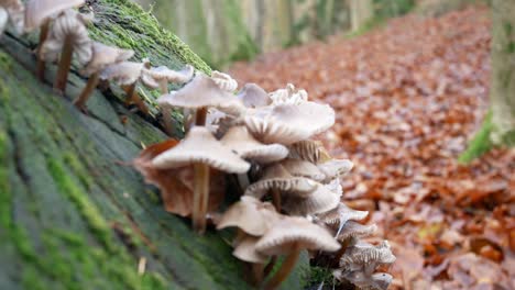 Autumn-forest-mushroom-growth-on-damp-decayed-woodland-tree-trunk-rising-dolly-left