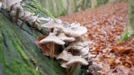 bosque de otoño el crecimiento de hongos húmedos en bosques cariados tronco de árbol creciente dolly izquierda