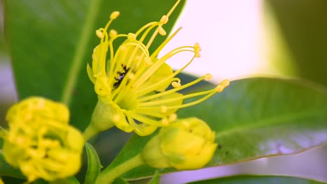 australian black bee sips nectar from the centre of a yellow blossom