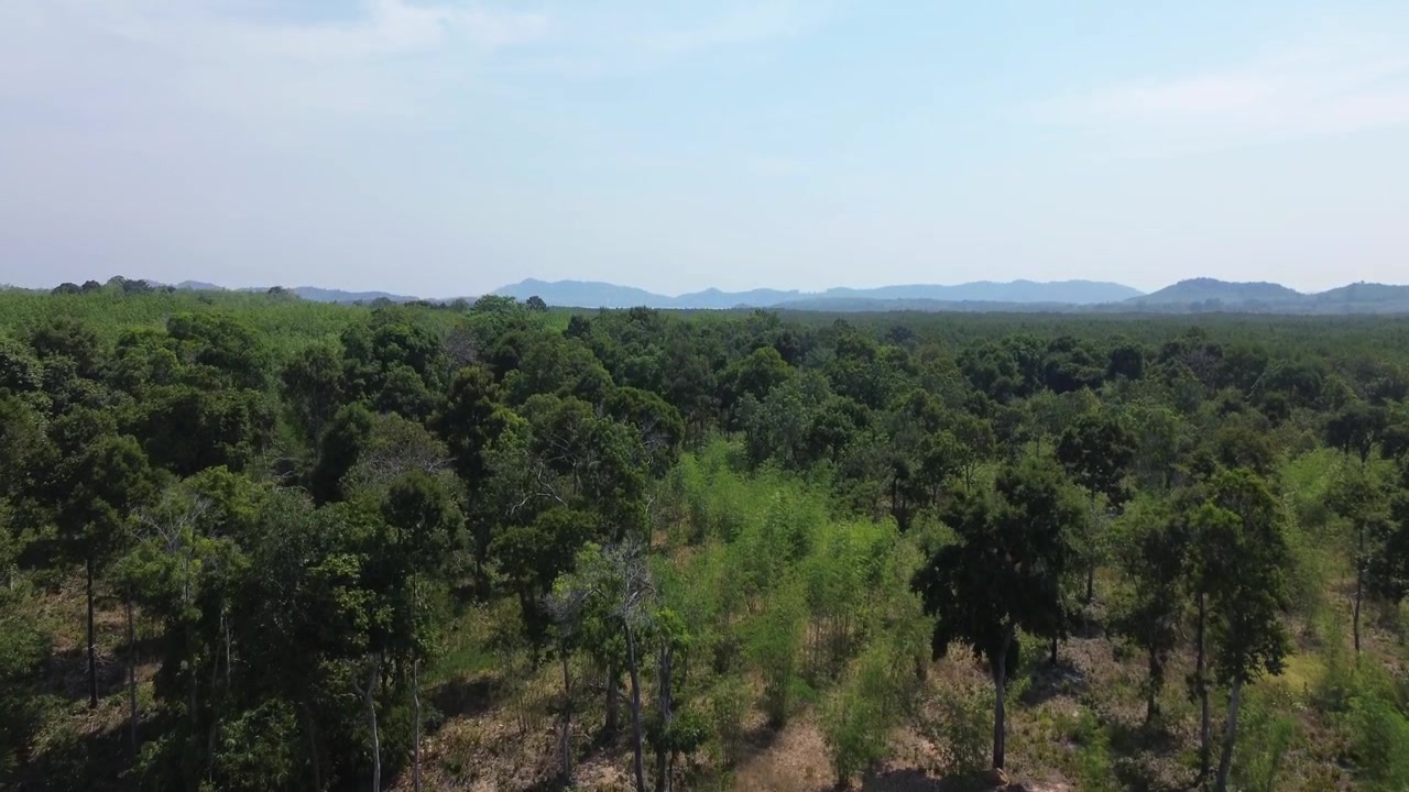 Güney Tayland'daki Koh Jum Adası'nın yemyeşil tropikal ormanı üzerinde drone uçuşu. Yoğun yeşil bitki örtüsü adanın her yerine yayılıyor, uzakta görünen dağlar el değmemiş adayı sergiliyor