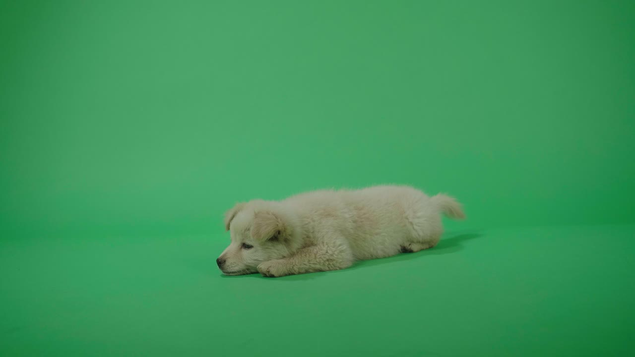 полный вид белой собаки, лежащей в зеленом экране студии