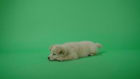 full view of a white dog laying down in the green screen studio