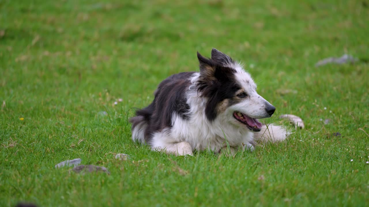 After a hard day's work, a loyal sheepdog yawns, showing its exhaustion. A perfect, authentic moment of farm life in the countryside