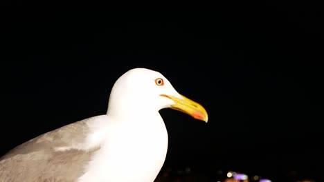 closeup of an alert seagull at night