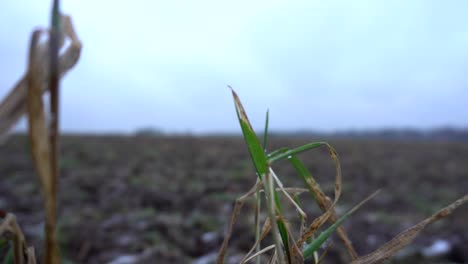 Ein-Feld-Im-Januartag