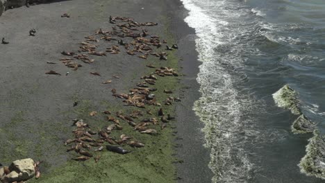 Seals-resting-on-a-rocky-beach-with-waves-crashing-in,-aerial-view