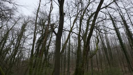 Empty-leafless-forest-canopy-looking-up-to-cloudy-sky,-tree-texture-pattern