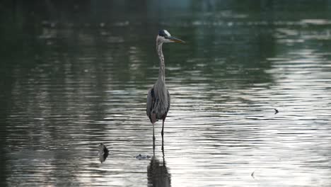 a great blue heron wading around in a lake in the light of the early morning