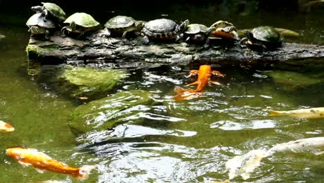 koi fish and sunbathing turtles