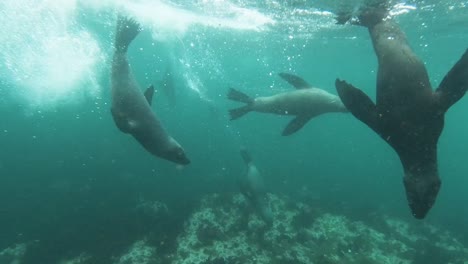 underwater seal close-up
