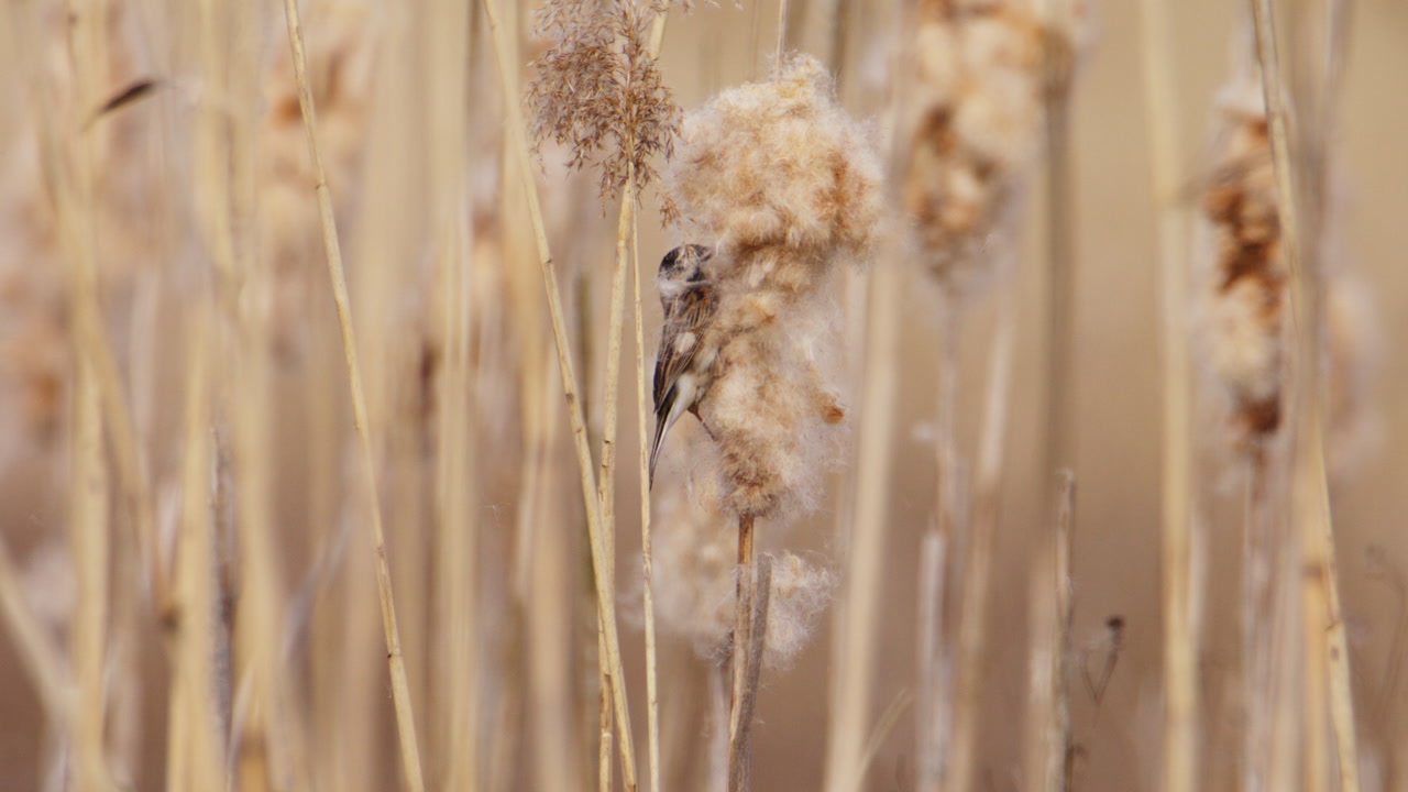 Reed Bunting curiously plucks fluffy brown down from cattail on riverside bank